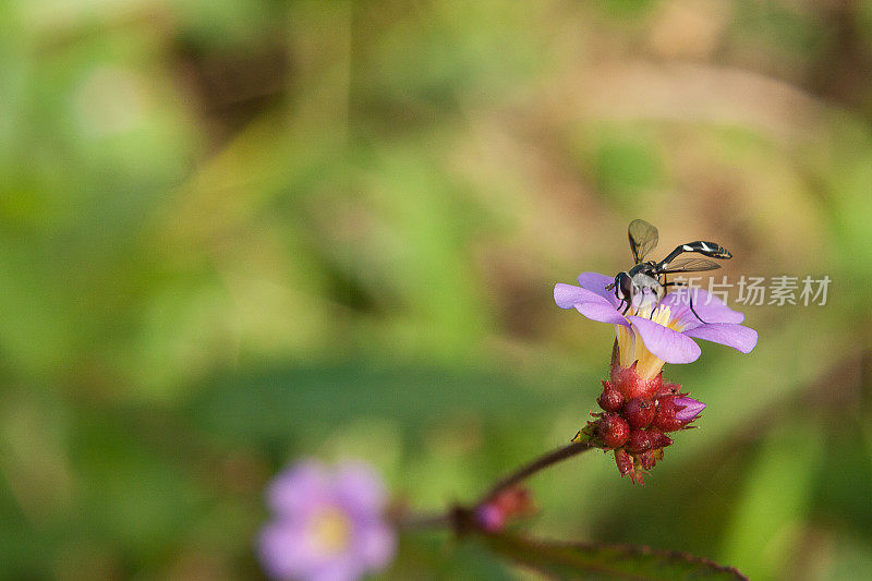 黄蜂