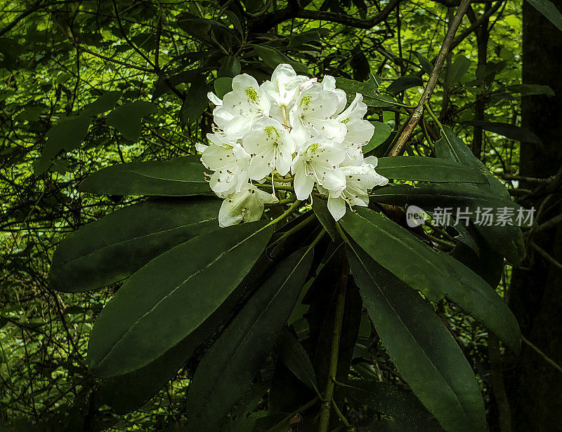 野山杜鹃花在大烟山-夏天