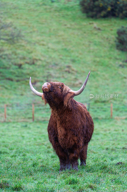 在一个寒冷的冬天的早晨，苏格兰田野上的一头深棕色的高地牛