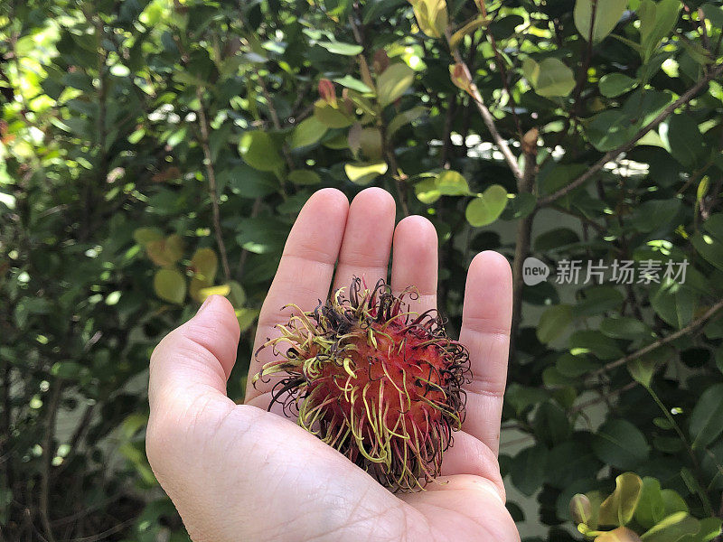 女人的手牵着红毛丹水果在户外