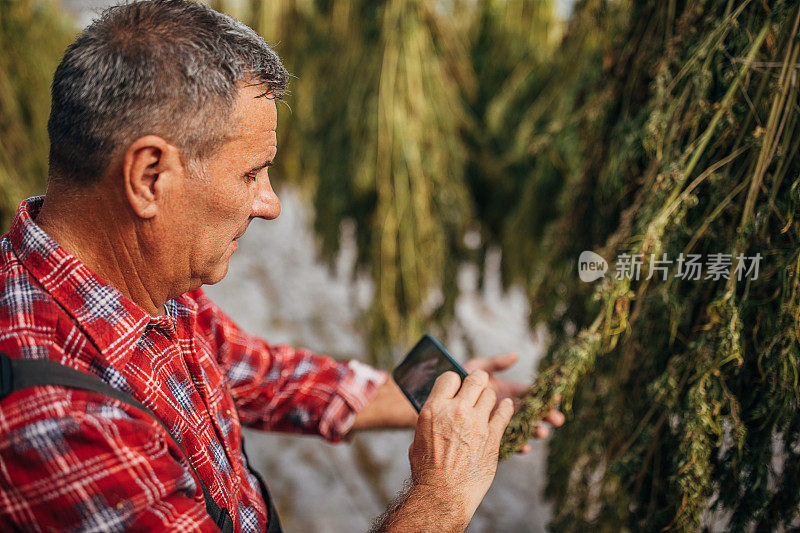 一名农民用手机拍摄温室里干燥的大麻植物