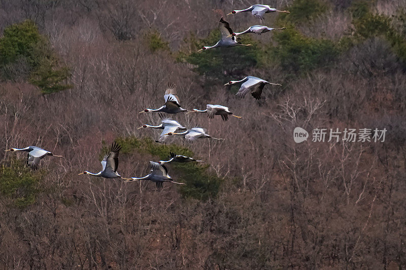 飞鹤系列VD702