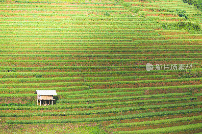 在木仓寨，雨季的绿色梯田