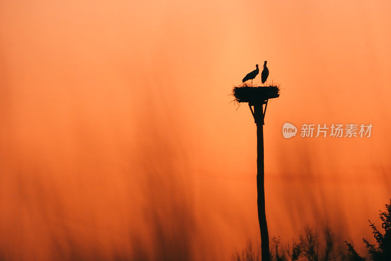 鹳夫妇在戏剧性的橙色天空的背景。