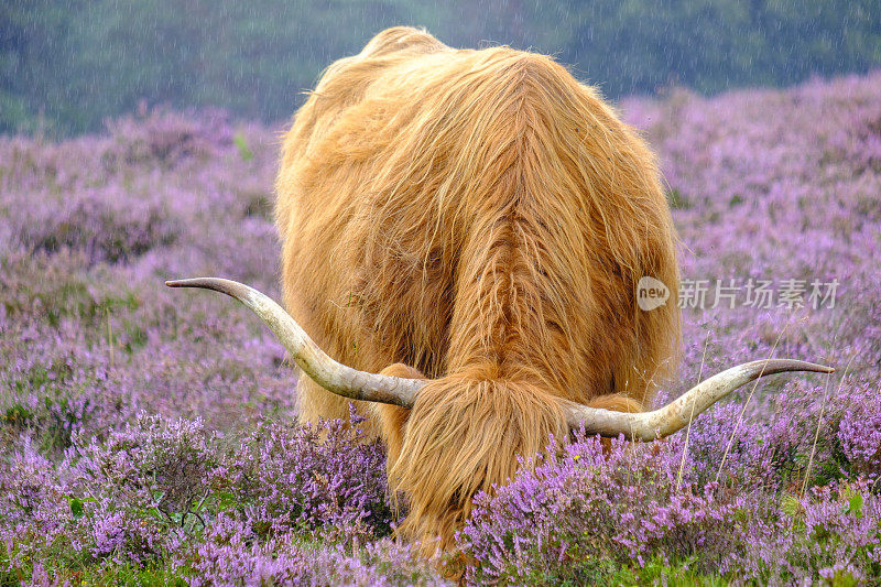 夏日雨中盛开的石南花田里的苏格兰高地牛
