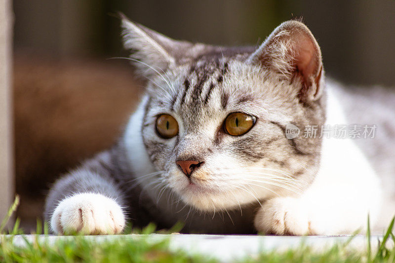 一只有着明黄色眼睛的年轻雌猫躺在鹅肝上。近距离的猫肖像。这是一只可爱的小猫躺在后院的草地上享受阳光的微距摄影