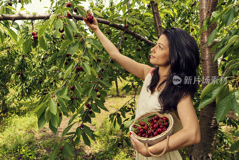 美丽的年轻女子拿着装满樱桃的木桶在果园里选择性的聚焦