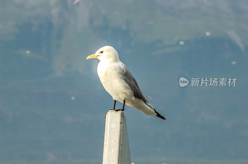 海鸥坐在柱子上