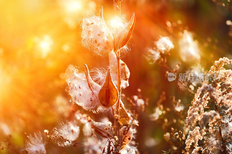 帝王乳草的种子豆荚在秋天的阳光下爆裂