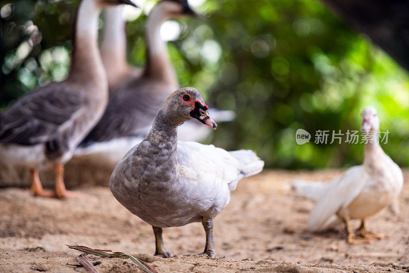 鸭子在农场