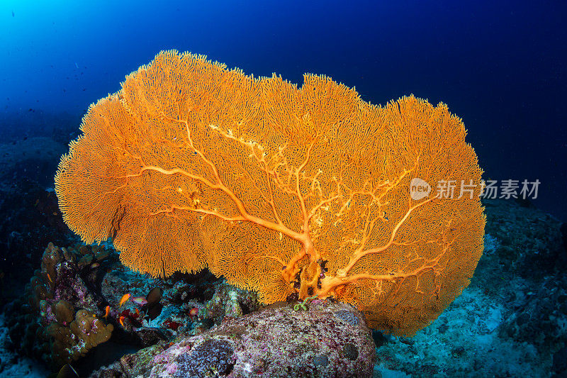 热带珊瑚礁上五颜六色的戈尔贡海员