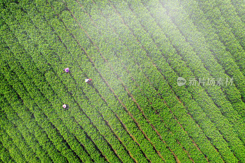 大茶园景