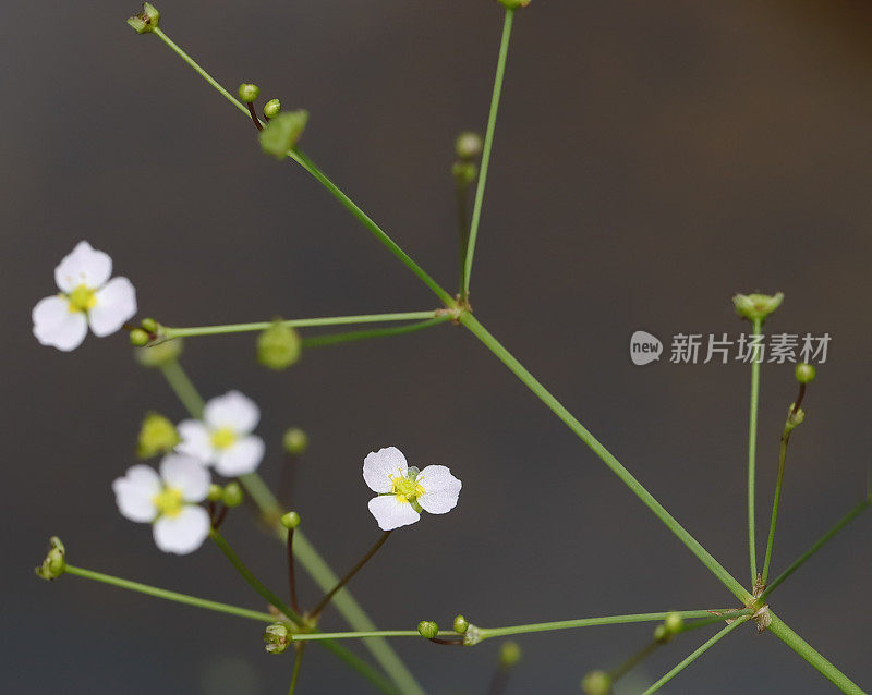 细叶水车前草