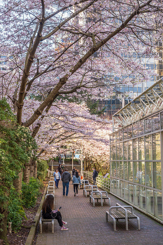 在美丽的樱花盛开的伯拉德车站，艺术菲利普斯公园。加拿大温哥华。