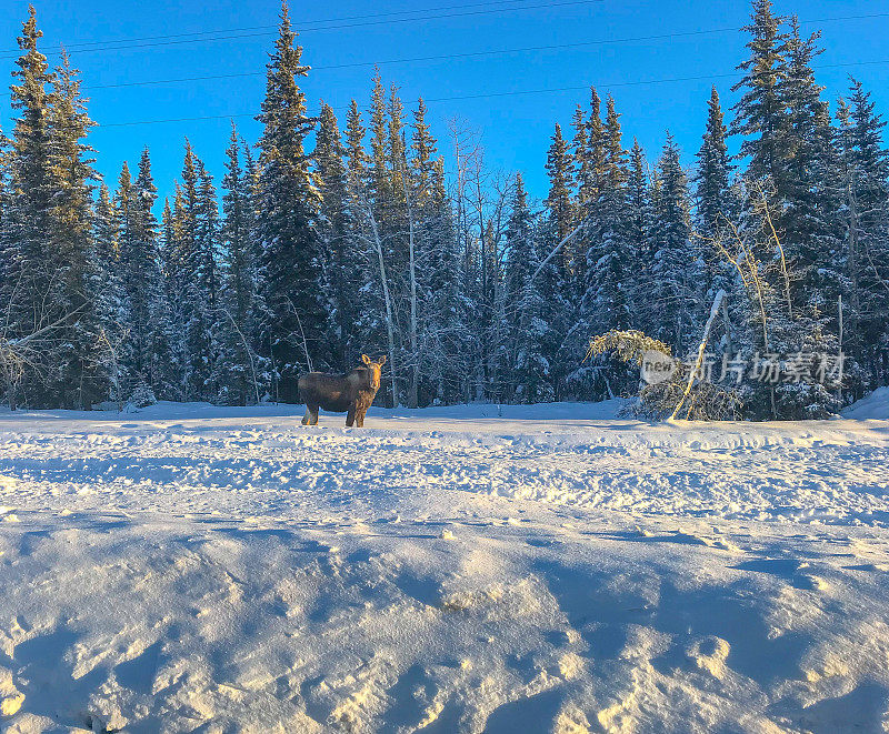 麋鹿在下雪天吃灌木丛