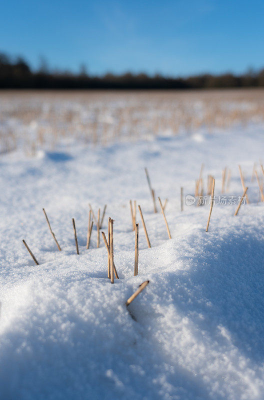 麦茬地上的雪