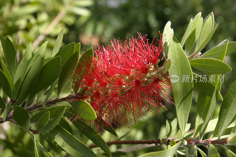 红柑橘瓶刷式花头