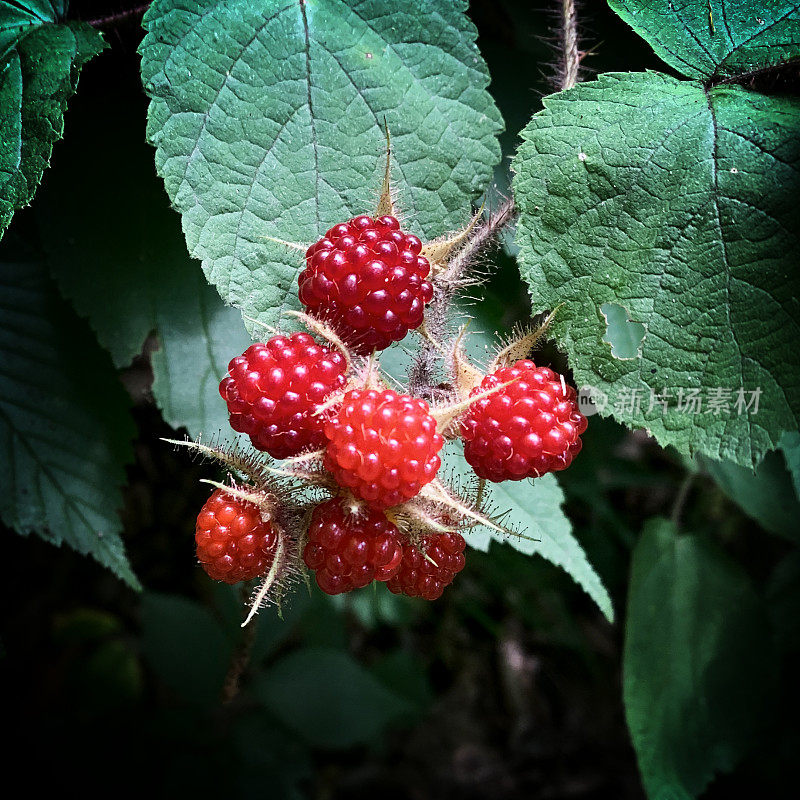 成熟的野生树莓