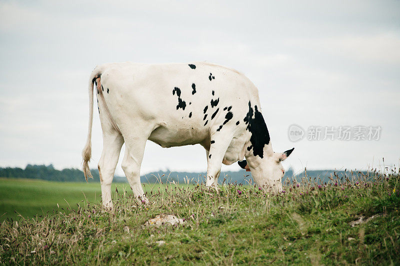 在绿草地上吃草的牛