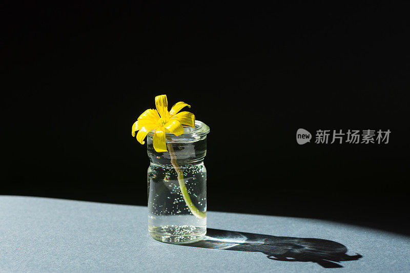 花瓶极简主义。黄花在灰黑色的背景上。概念图形弹簧设计。