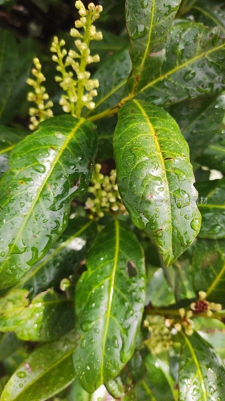 小雨打在树叶