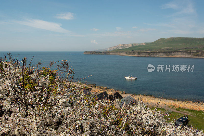 多塞特的金梅里奇湾的春花