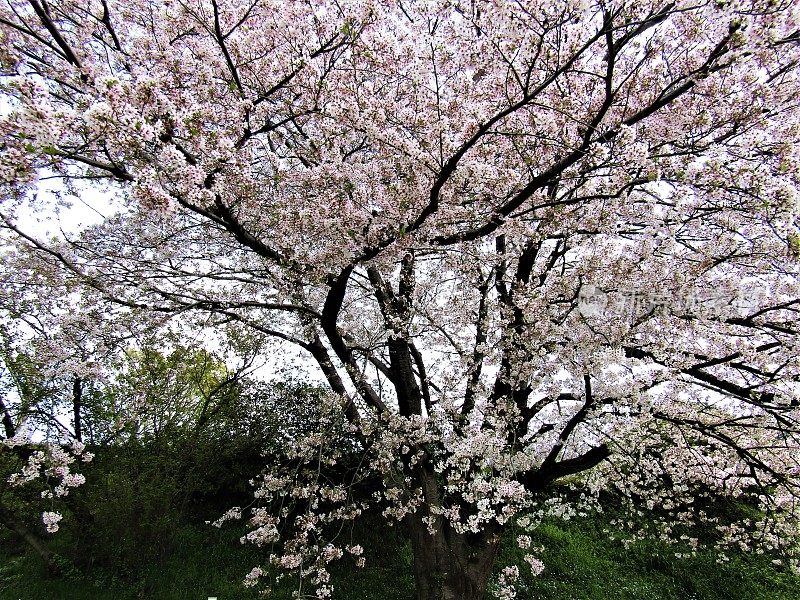 日本。4月的开始。老樱花盛开。