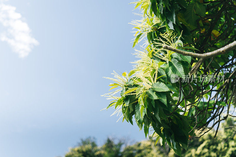 郁郁葱葱的灌木丛中盛开着大量的花粉