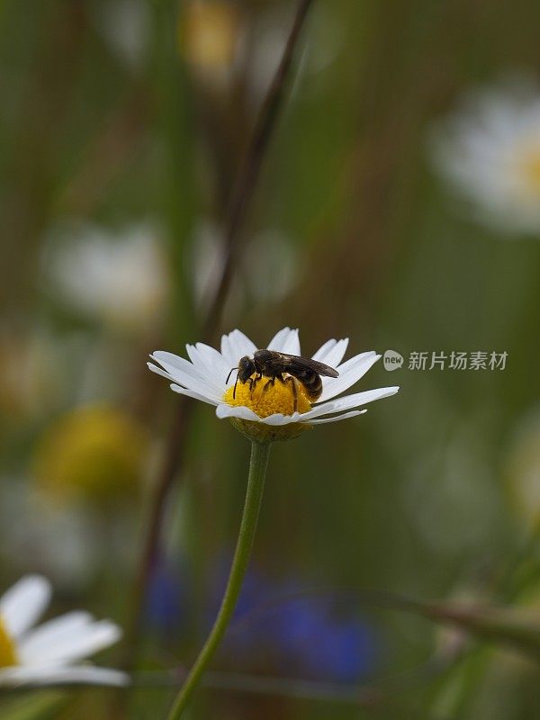 春天的花田