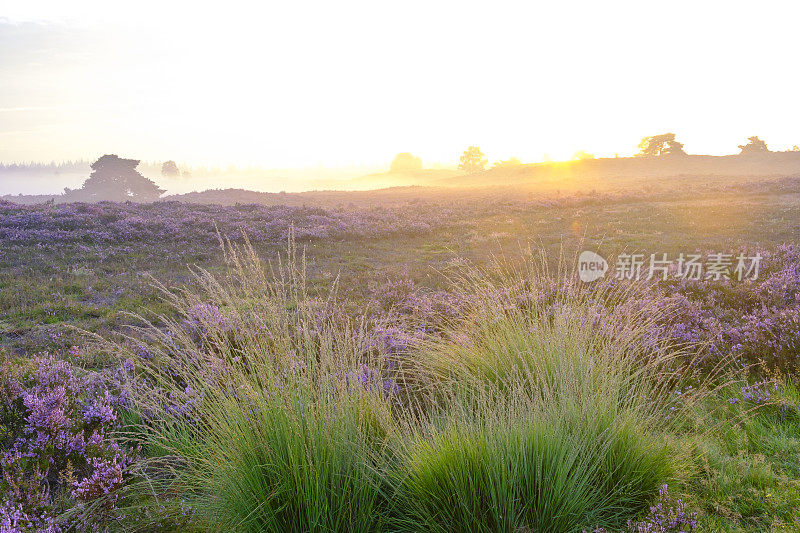 盛开的石南植物在希斯兰景观在夏季日出