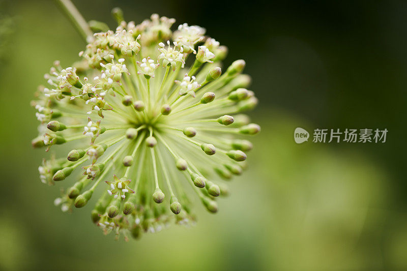 球形开花植物的球形开花