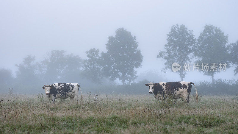 夏天，法国鲁昂和勒阿弗尔之间的塞纳河自然公园里，雾气蒙蒙的草地上有奶牛