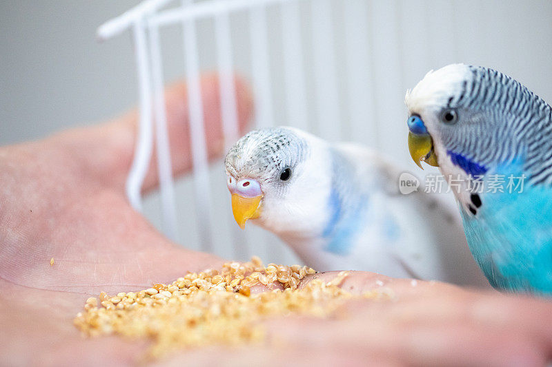 两只美丽的长尾小鹦鹉在鸟笼里进食