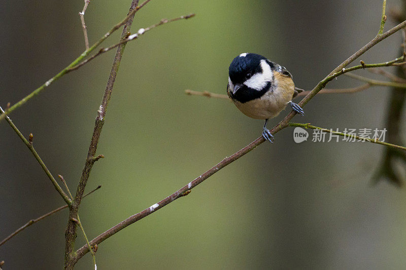 小枝上的煤山雀