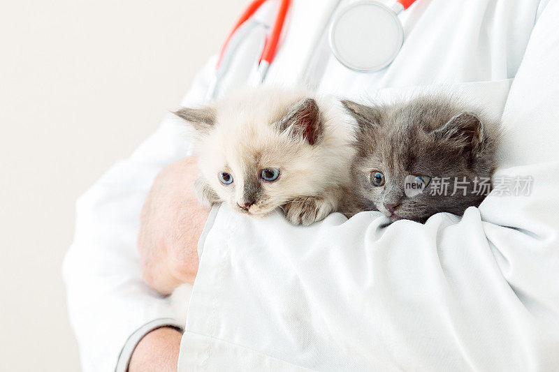 两只毛茸茸的灰色小猫在兽医医生的手里，穿着白大褂，带着听诊器。兽医诊所里的小白猫和小灰猫。宠物和猫的兽医。小猫肖像