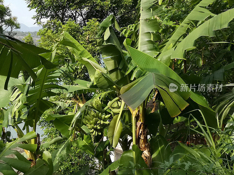 香港南丫岛的香蕉树