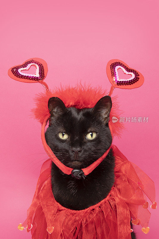 傻乎乎的黑猫为情人节打扮