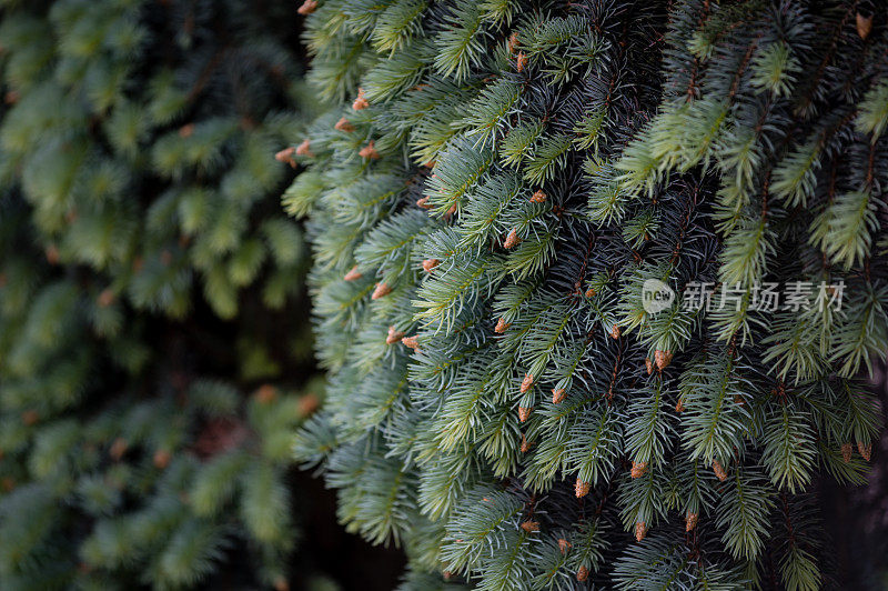 花蕾，松树，花蕾糖浆，消费主义，欧洲