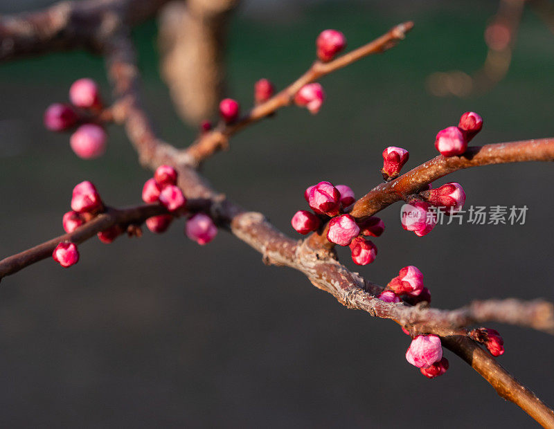 梅花在春天含苞