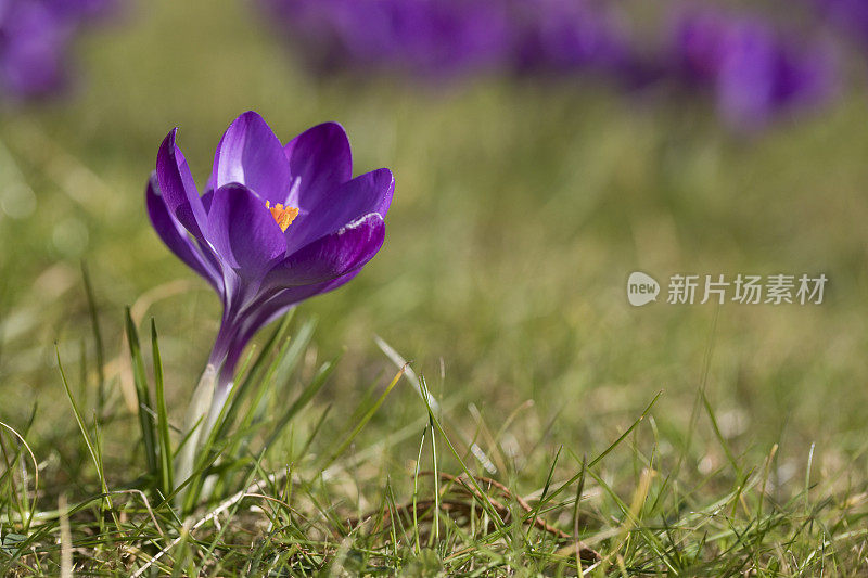 在春天盛开的藏红花，曼联