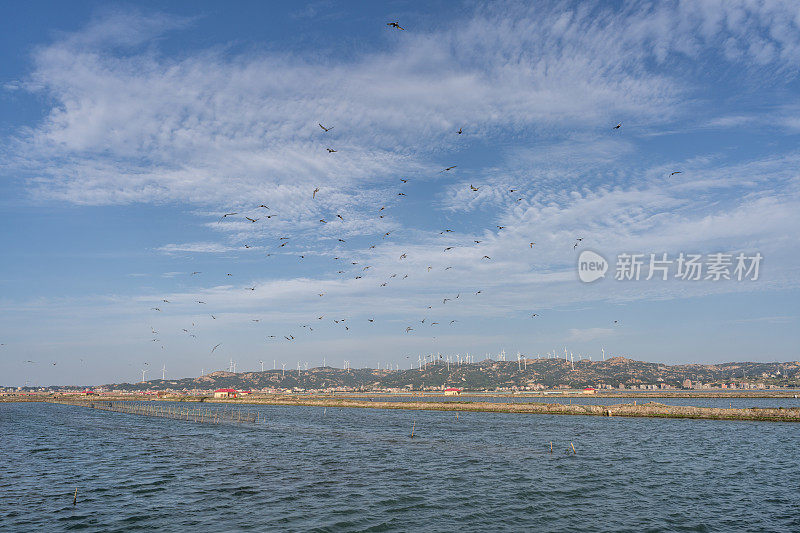 海边有许多海鸟在天空中飞翔