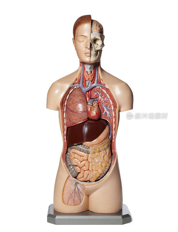 人体器官解剖模型。