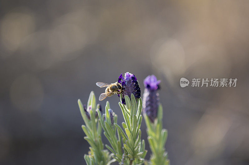 宏观单背光蜜蜂塞在野生薰衣草花头与焦点自然色调的背景