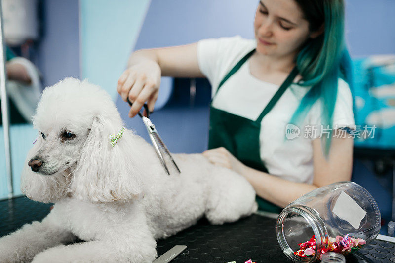 宠物美容师与剪刀使美容狗