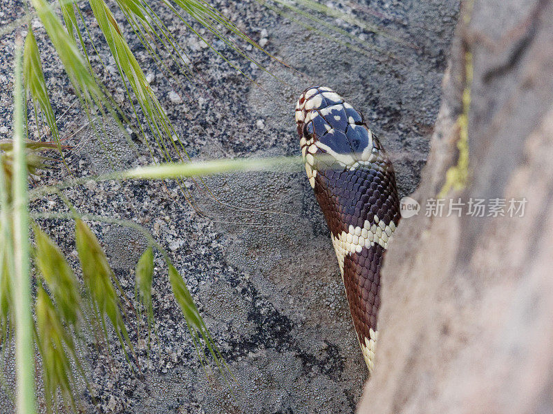 加州王蛇