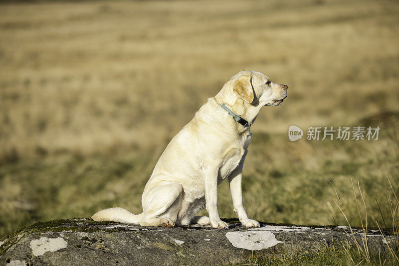 冬天的摩尔森林里的拉布拉多