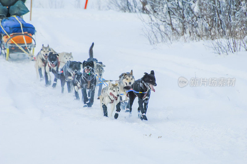 雪橇犬-阿拉斯加雪橇犬