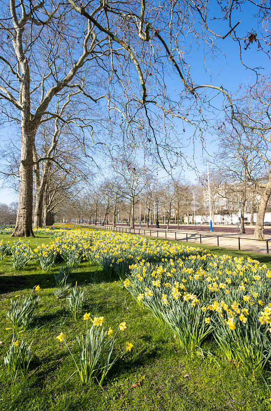 黄水仙在圣詹姆斯公园的大草坪在威斯敏斯特市，伦敦