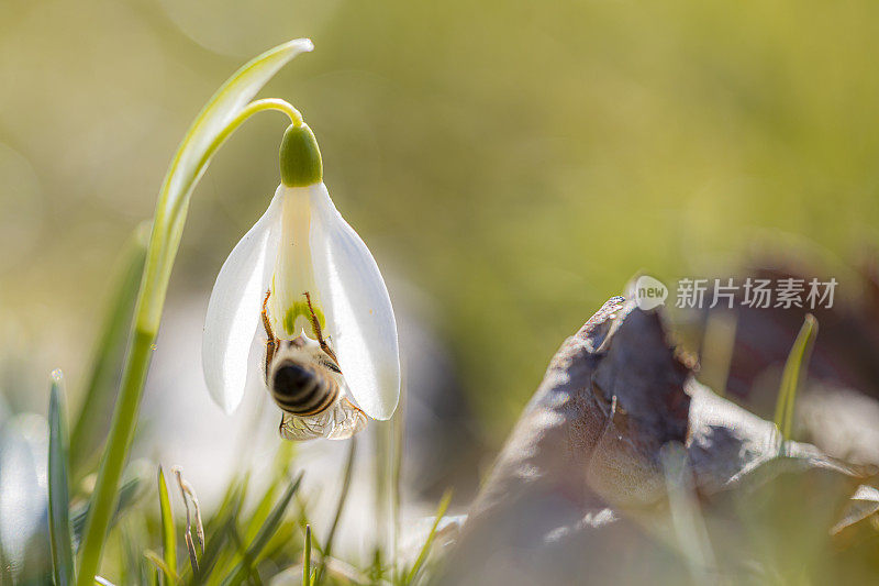 雪花莲和蜜蜂