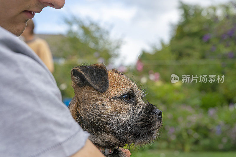 边境犬幼犬肖像